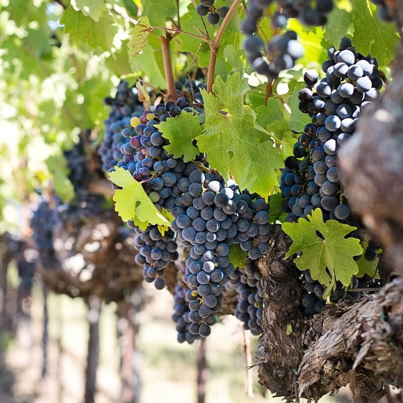 Cabernet Sauvignon Grape Seeds - Heirloom Fruit Plant for Home Gardens