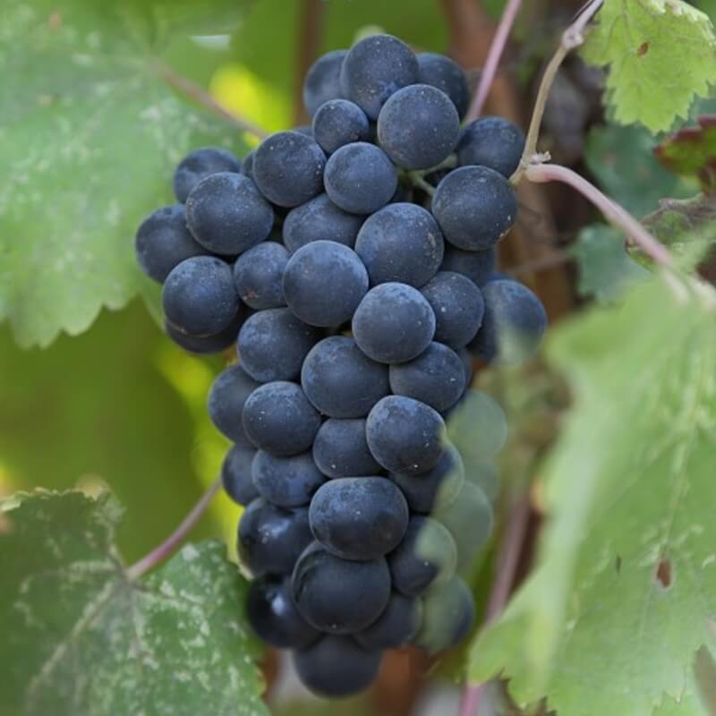 Cabernet Sauvignon Grape Seeds - Heirloom Fruit Plant for Home Gardens