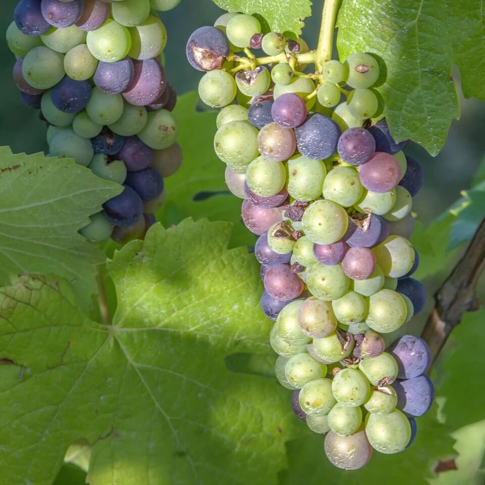 Cabernet Sauvignon Grape Seeds - Heirloom Fruit Plant for Home Gardens