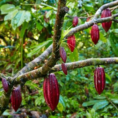 Cacao Seeds