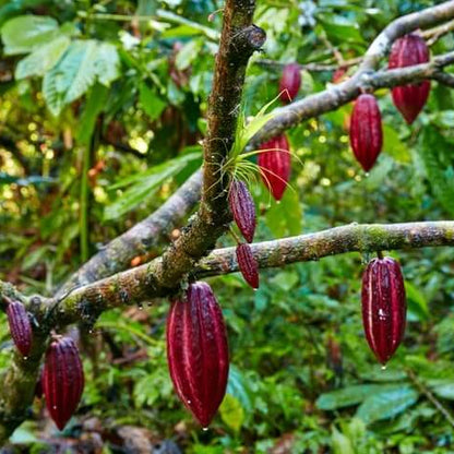 Cacao Seeds