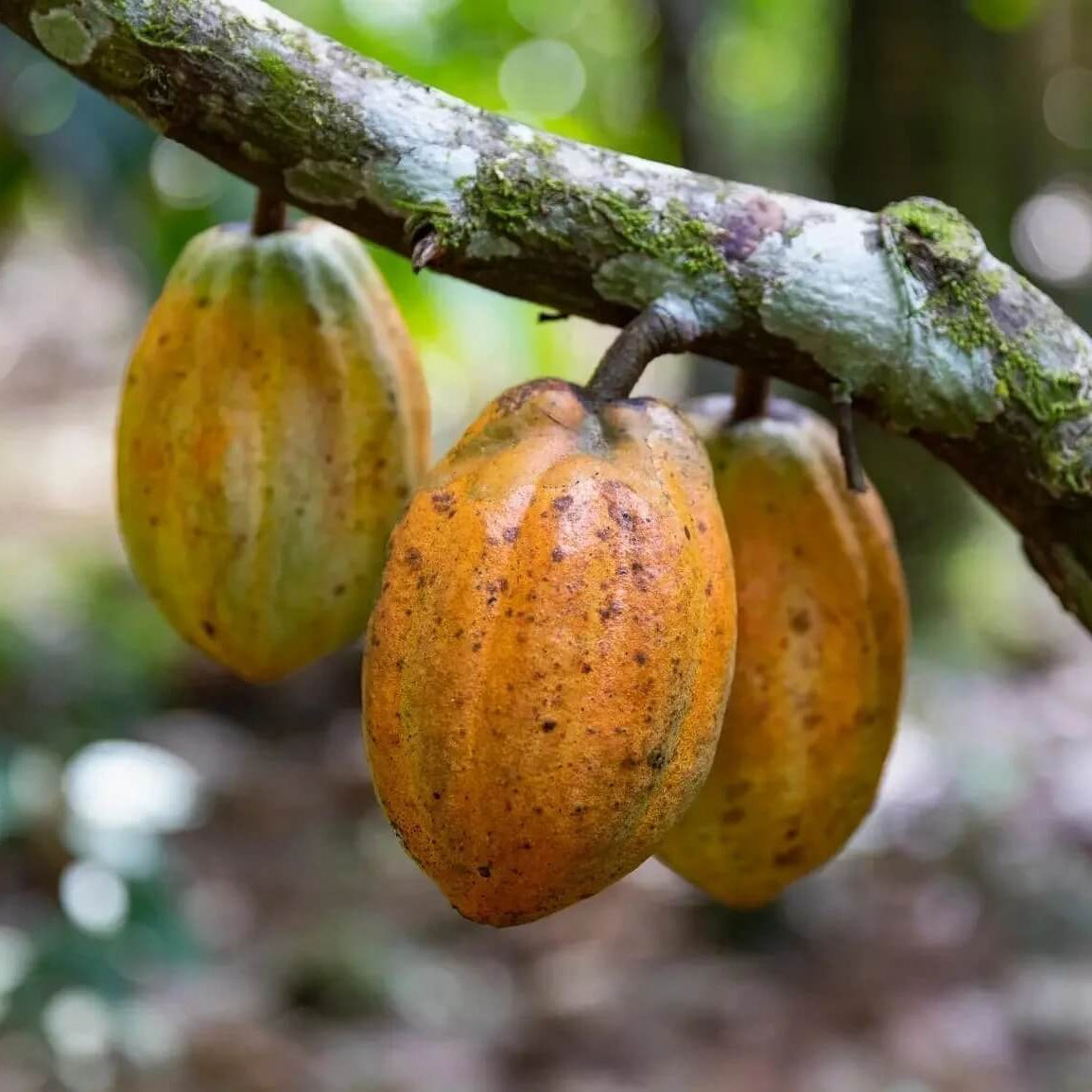 Cacao Seeds