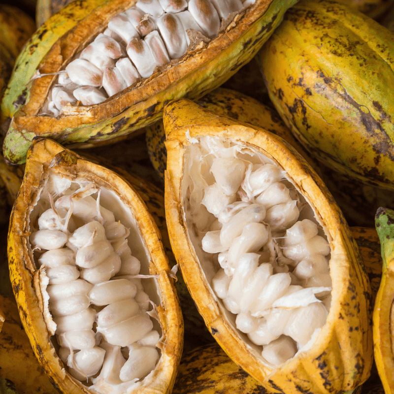 Cacao Seeds