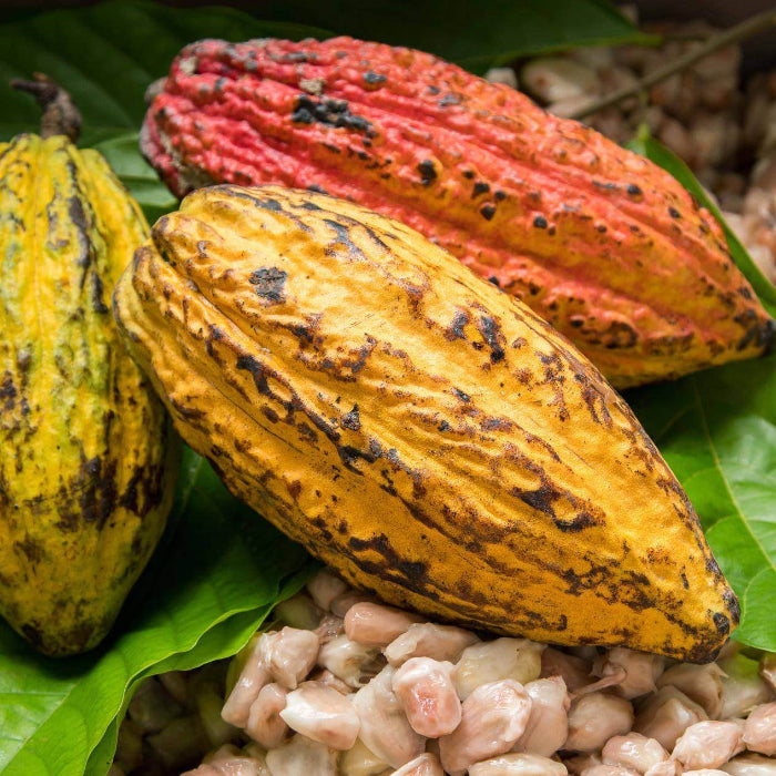 Cacao Seeds