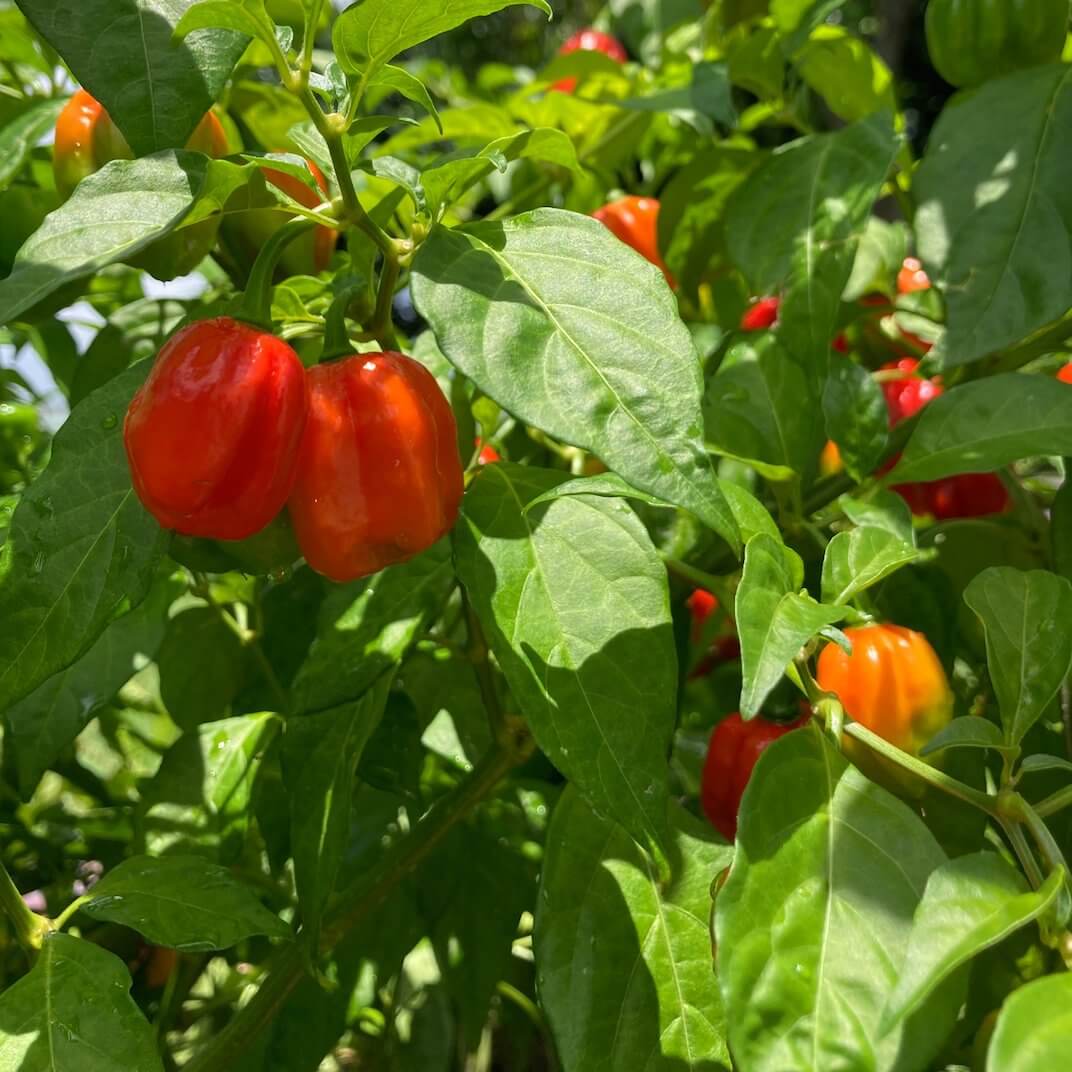 Cachucha Pepper Seeds - Heirloom Vegetable Plant for Home Gardens
