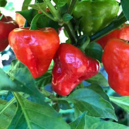 Cachucha Pepper Seeds - Heirloom Vegetable Plant for Home Gardens