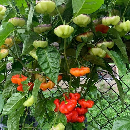 Cachucha Pepper Seeds - Heirloom Vegetable Plant for Home Gardens
