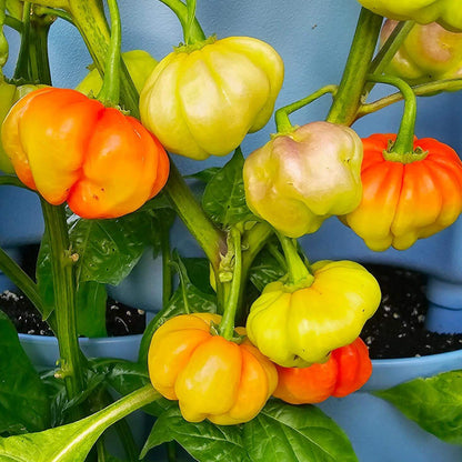 Cachucha Pepper Seeds - Heirloom Vegetable Plant for Home Gardens
