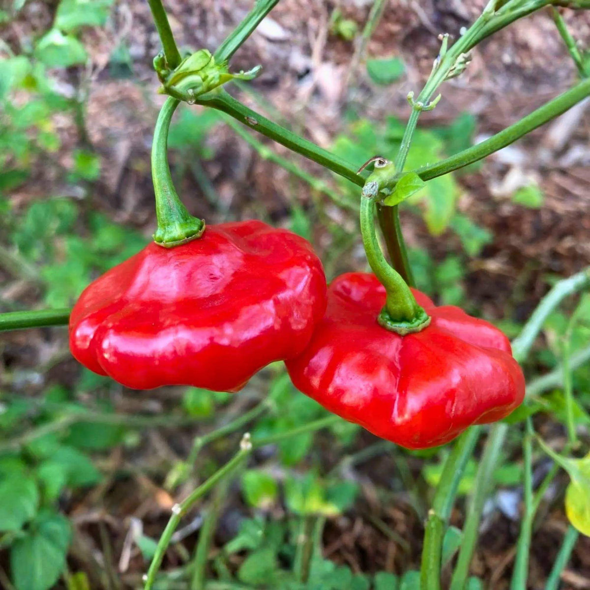Cachucha Pepper Seeds - Heirloom Vegetable Plant for Home Gardens