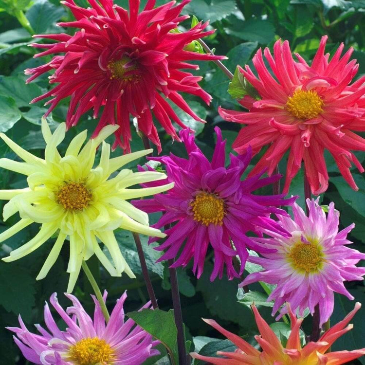 Cactus Dahlia Seeds - Heirloom Flower Plant for Home Gardens