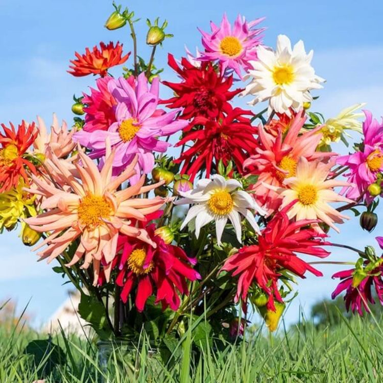 Cactus Dahlia Seeds - Heirloom Flower Plant for Home Gardens