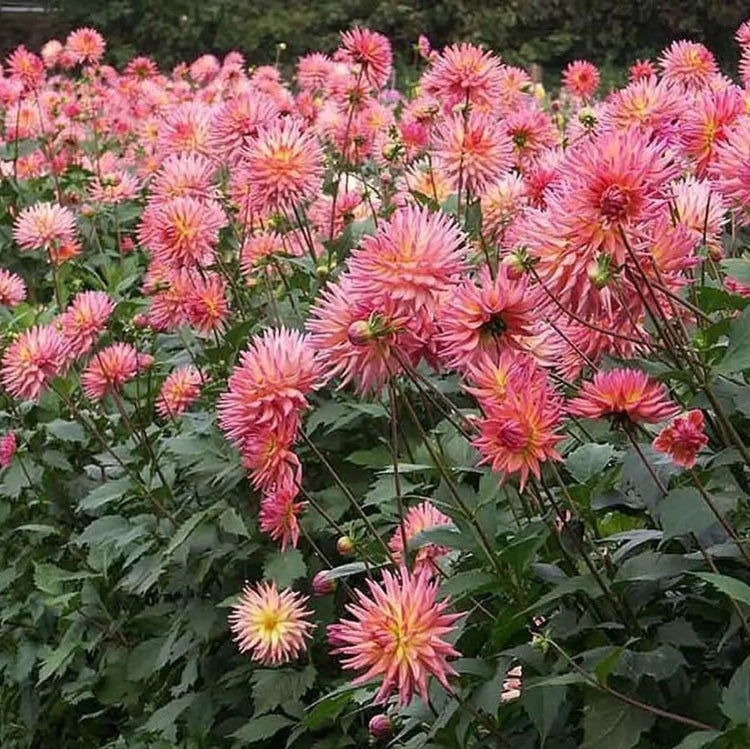 Cactus Dahlia Seeds - Heirloom Flower Plant for Home Gardens