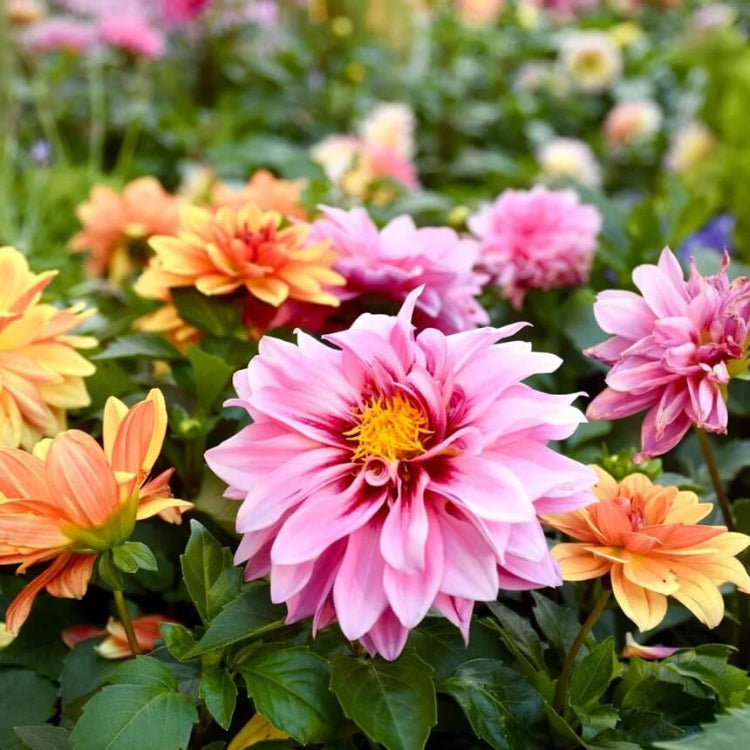 Cactus Dahlia Seeds - Heirloom Flower Plant for Home Gardens