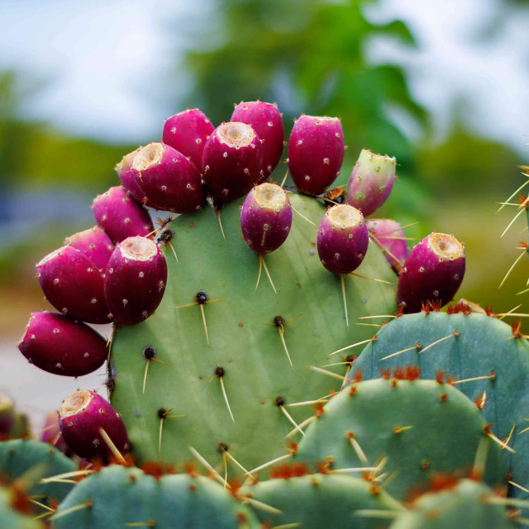 Cactus Fruit Seeds - Heirloom Fruit Plant for Home Gardens