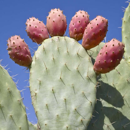 Cactus Fruit Seeds - Heirloom Fruit Plant for Home Gardens