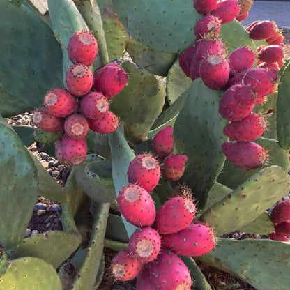 Cactus Fruit Seeds - Heirloom Fruit Plant for Home Gardens