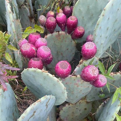 Cactus Fruit Seeds - Heirloom Fruit Plant for Home Gardens