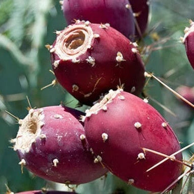 Cactus Pear Seeds