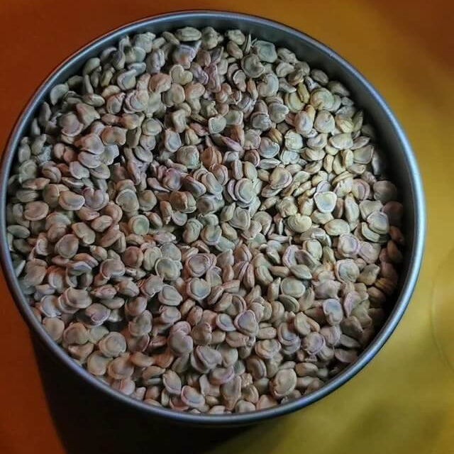 Cactus Pear Seeds