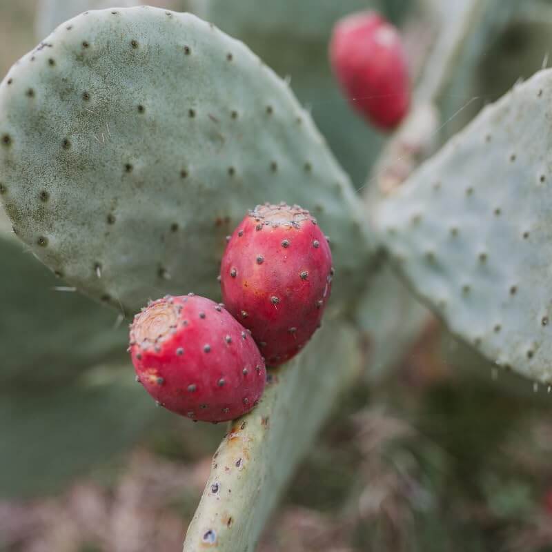 Cactus Pear Seeds