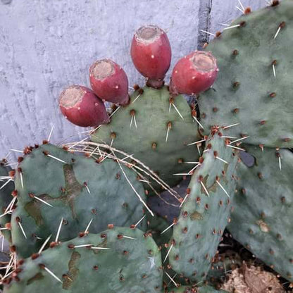 Cactus Pear Seeds
