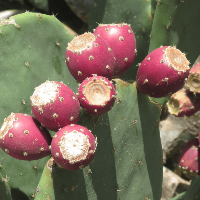 Cactus Pear Seeds