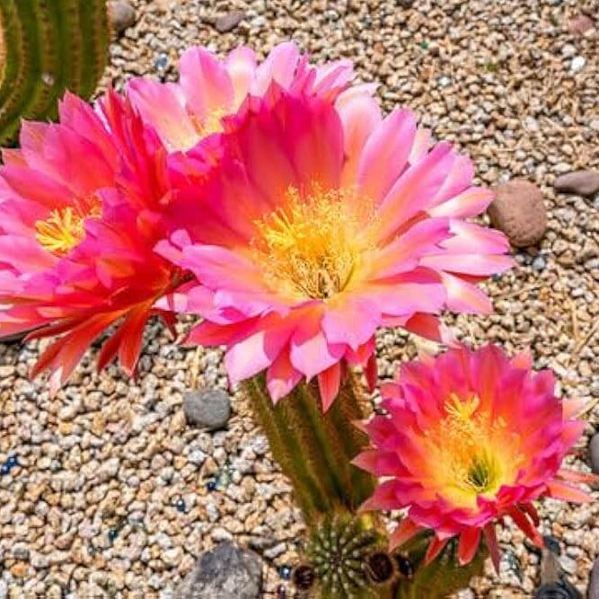 Cactus Seeds - Flower Plant for Home Gardens
