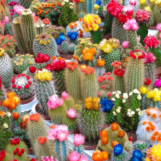 Cactus Seeds - Flower Plant for Home Gardens