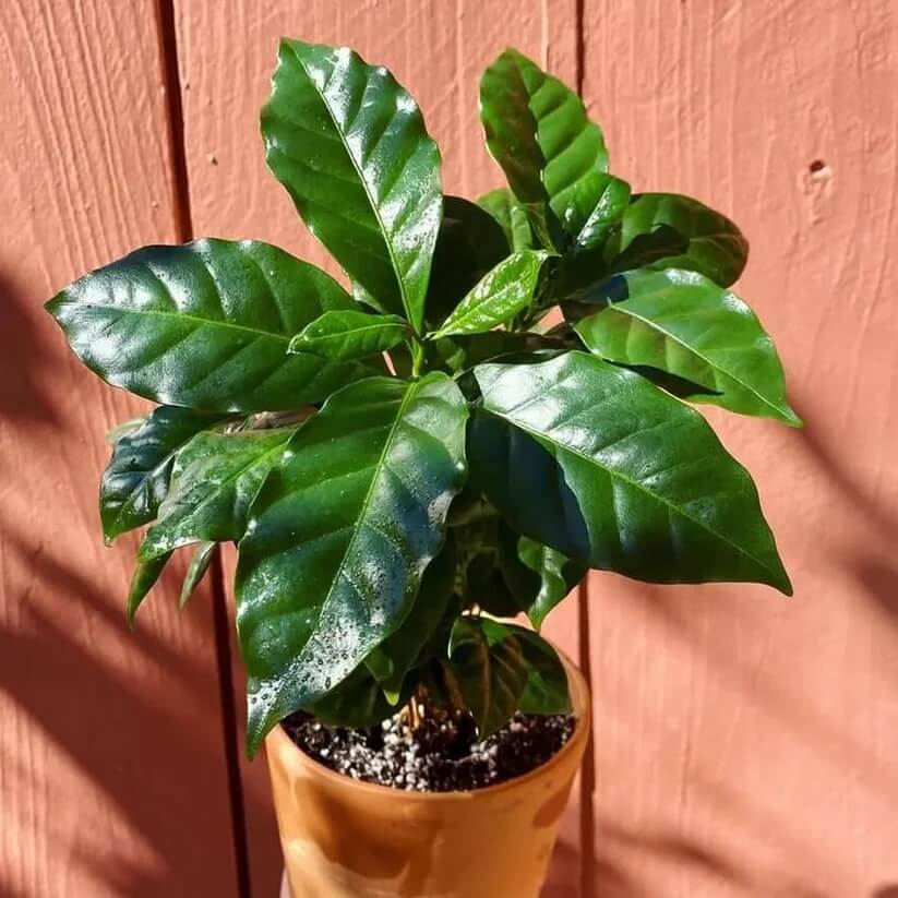 Caffeine Plant Seeds