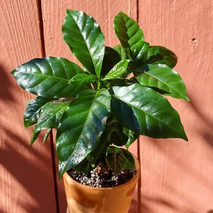 Caffeine Plant Seeds