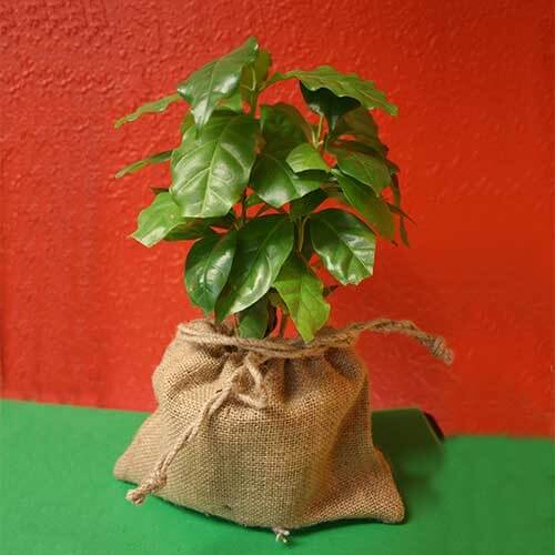 Caffeine Plant Seeds