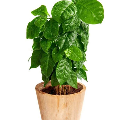 Caffeine Plant Seeds