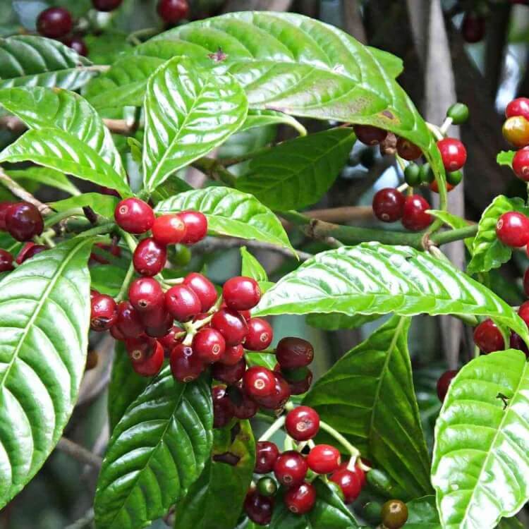 Caffeine Plant Seeds