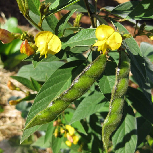 Cajanus Cajan Pigeon Pea Seeds