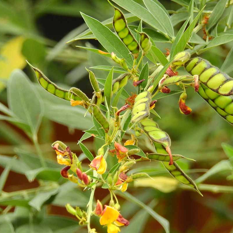 Cajanus Cajan Pigeon Pea Seeds