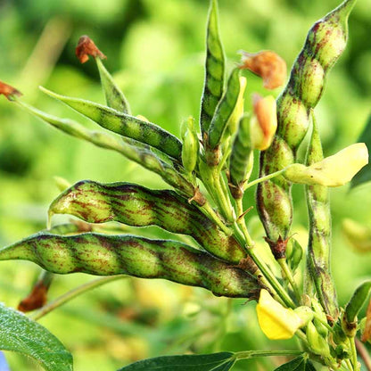 Cajanus Cajan Pigeon Pea Seeds