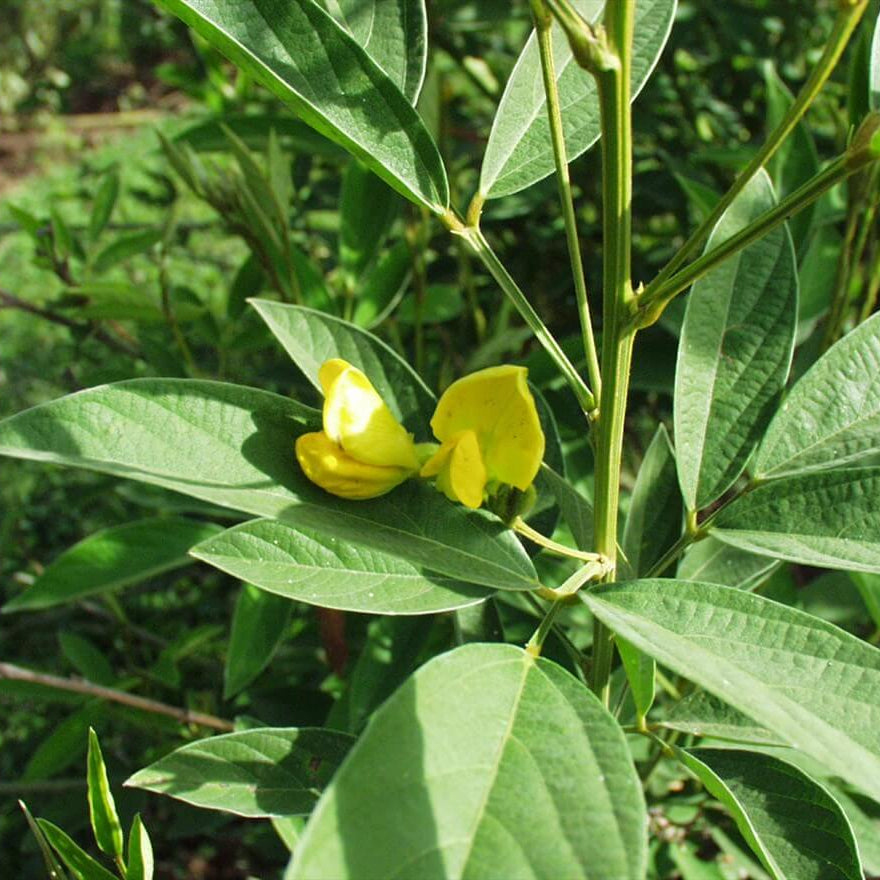 Cajanus Cajan Pigeon Pea Seeds