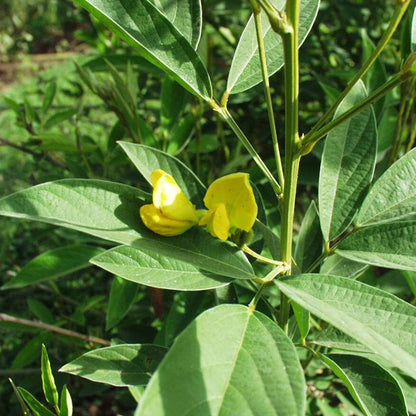 Cajanus Cajan Pigeon Pea Seeds