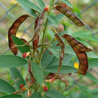 Cajanus Cajan Pigeon Pea Seeds