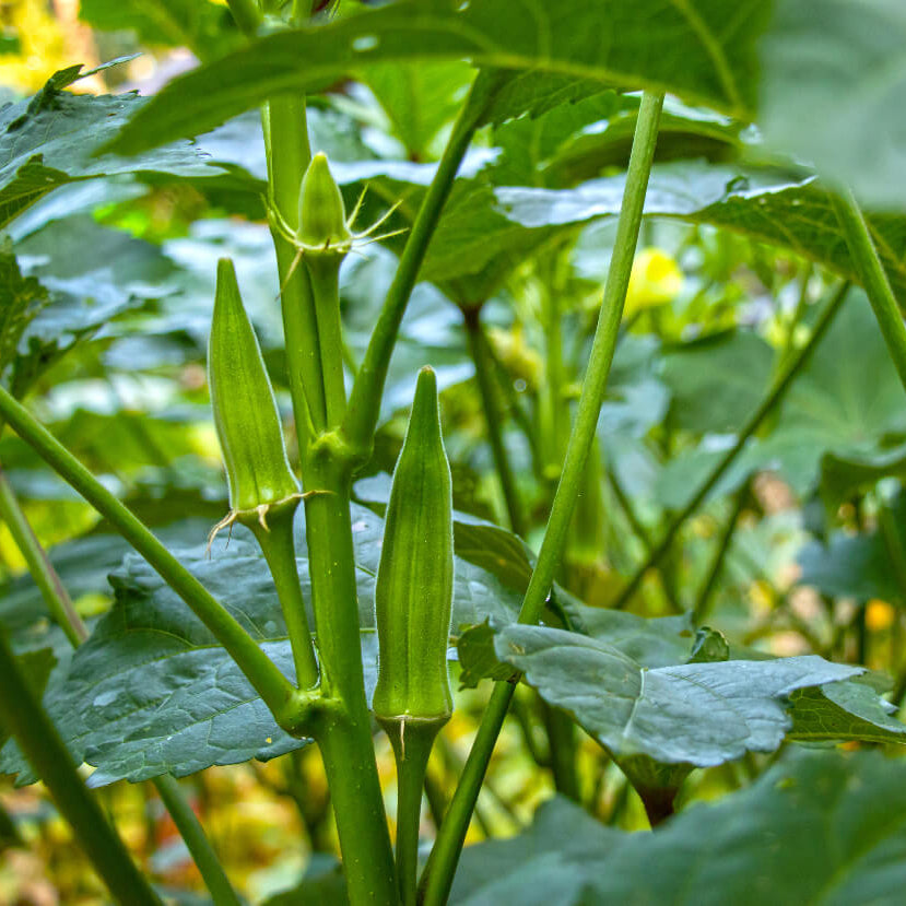 Cajun Delight Okra seeds
