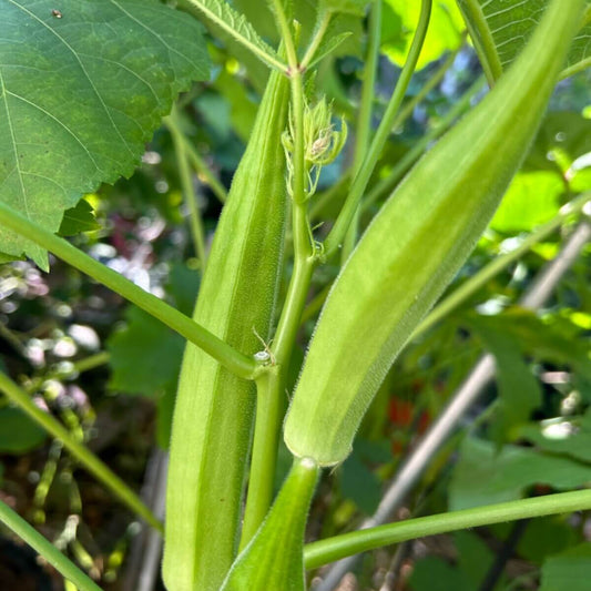Cajun Delight Okra seeds