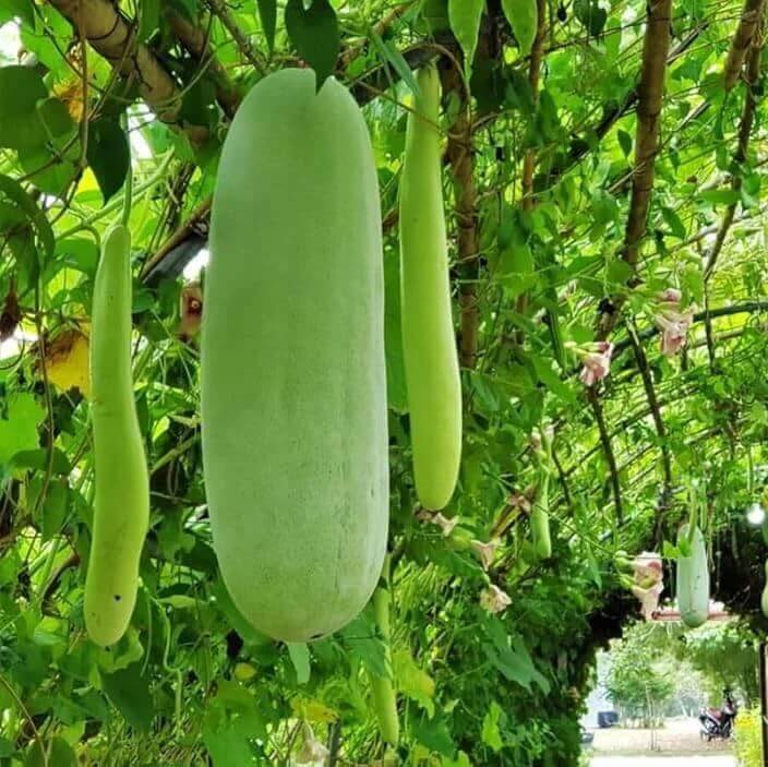 Calabash seeds