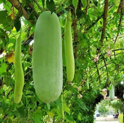 Calabash seeds