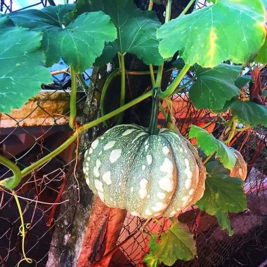 Calabaza Pumpkin Seeds