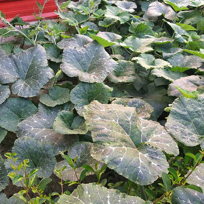 Calabaza Squash Seeds - Heirloom Vegetable Plant for Home Gardens