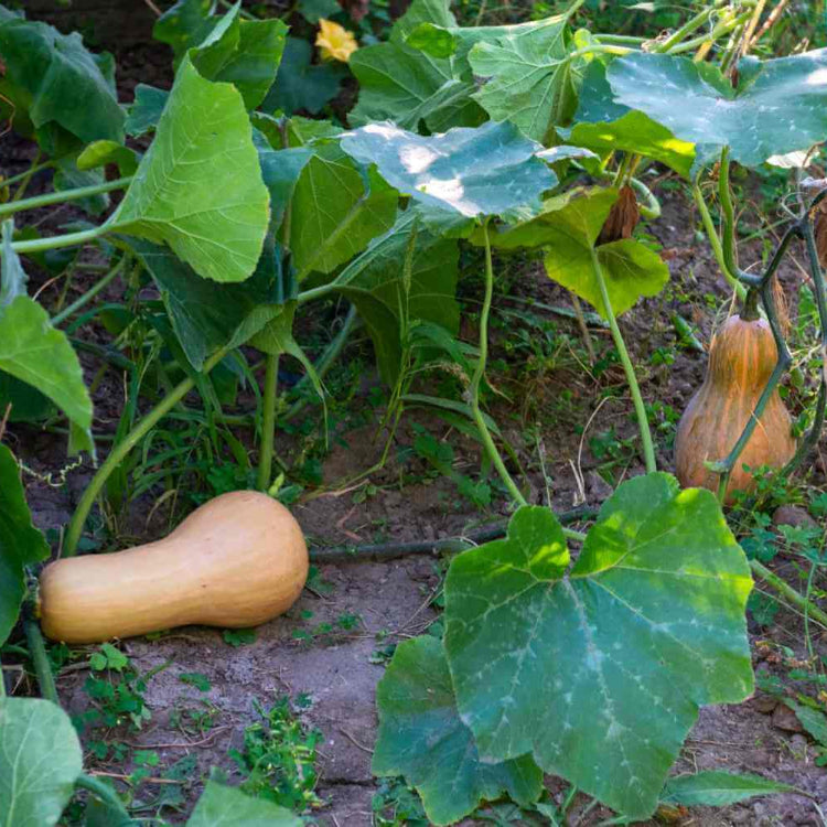 Calabaza Squash Seeds - Heirloom Vegetable Plant for Home Gardens