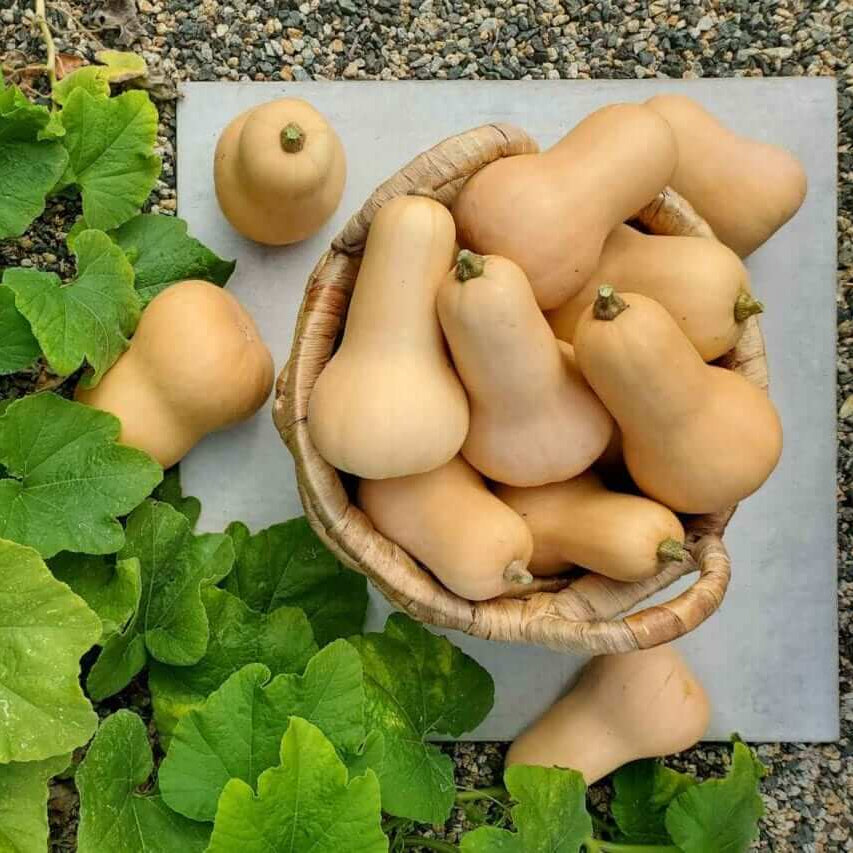Calabaza Squash Seeds - Heirloom Vegetable Plant for Home Gardens