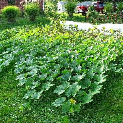 Calabaza Squash Seeds - Heirloom Vegetable Plant for Home Gardens