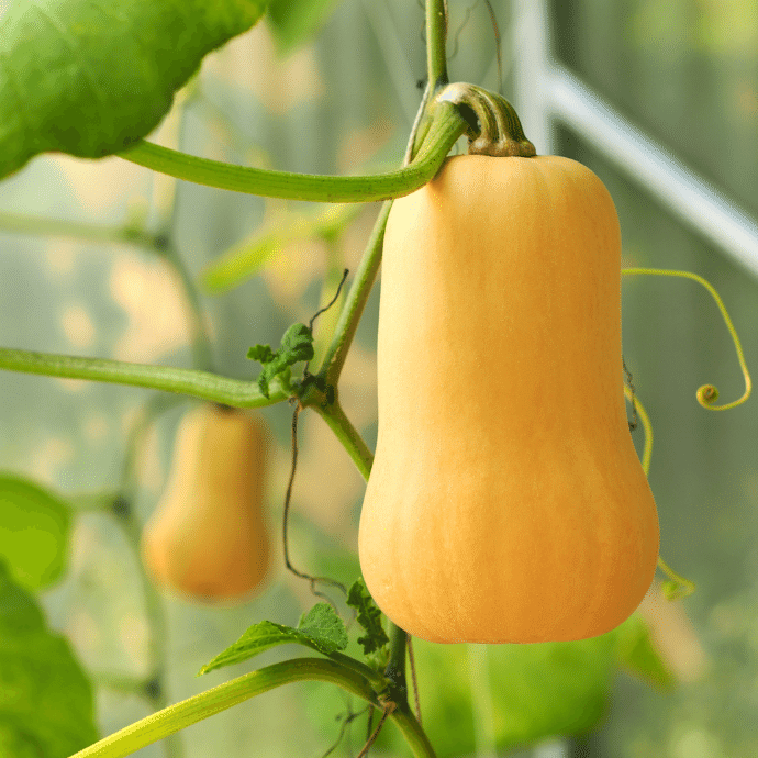 Calabaza Squash Seeds - Heirloom Vegetable Plant for Home Gardens