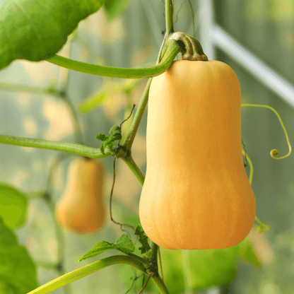 Calabaza Squash Seeds - Heirloom Vegetable Plant for Home Gardens